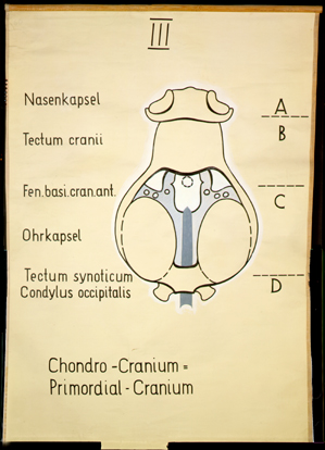 Sch 05 Neurocranium, Entwicklung III.jpg