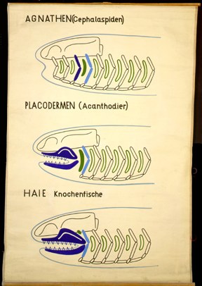 Sch 06 Agnathen, Placodermen, Haie.jpg