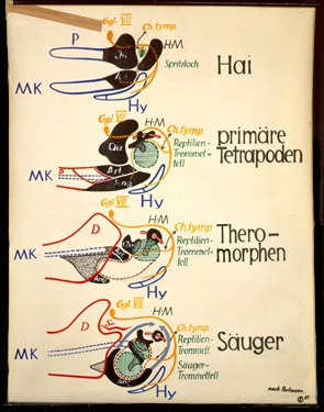 Sch 08 Primäres und Sekundäres Kiefergelenk.jpg