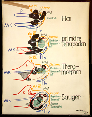 Sch 08 Primäres und Sekundäres Kiefergelenk.jpg