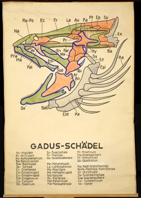 Sch 09 Gadus-Schädel.jpg