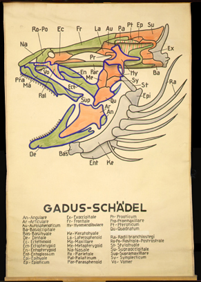 Sch 09 Gadus-Schädel.jpg