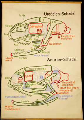 Sch 10 Urodelen-, Anurenschädel.jpg