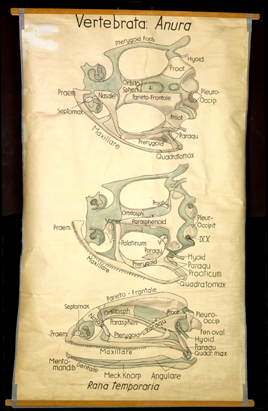 Sch 11 Vertebrata, Anura (Schädel).jpg