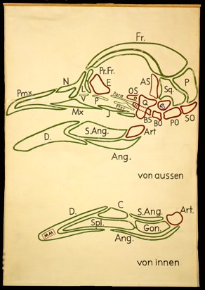Sch 13 Vogelschädel.jpg