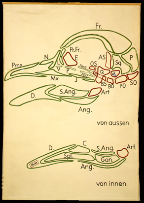 Sch 13 Vogelschädel.jpg