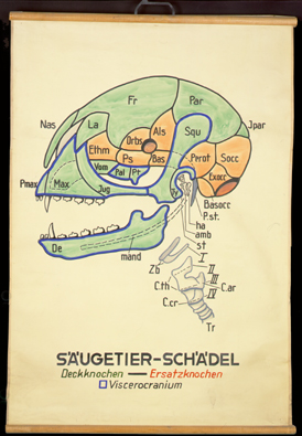 Sch 15 Säugetier-Schädel.jpg