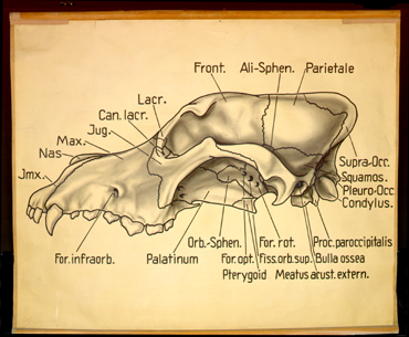 Sch 17 Hundeschädel v. d. Seite.jpg