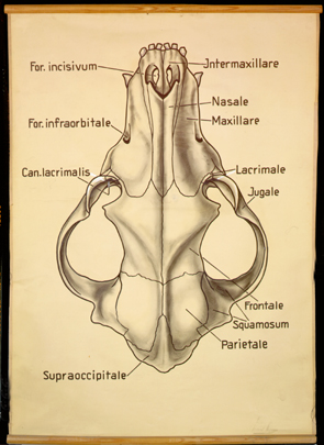 Sch 18 Hundeschädel v. oben.jpg