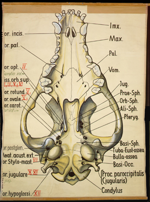 Sch 19 Hundeoberschädel v. ventral.jpg