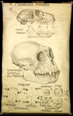 Sch 20 Mamm., Primates (Schädel u. Molares).jpg