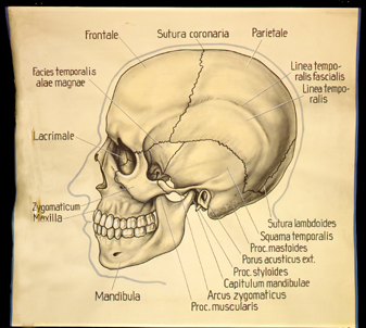 Sch 21 Mensch, Schädel v. d. Seite.jpg