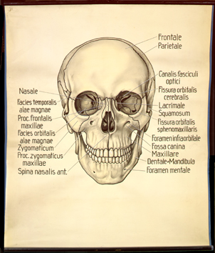 Sch 22 Mensch, Schädel v. vorn.jpg