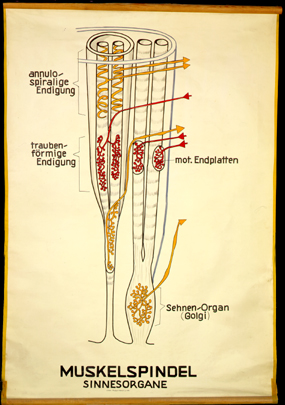 Sin 01 Muskelspindel, Sinnesorgane.jpg