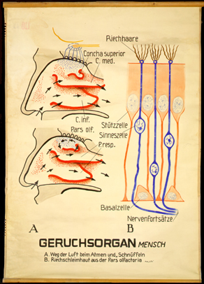 Sin 03 Geruchsorgan, Mensch.jpg