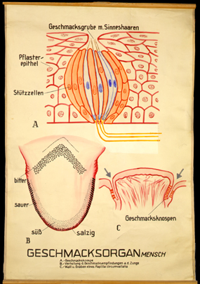 Sin 04 Geschmacksorgan (Mensch).jpg