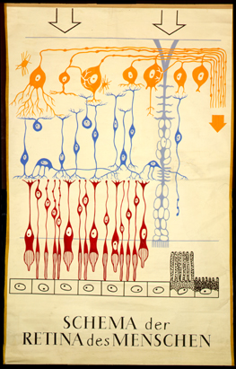 Sin 06 Schema d. Retina d. Menschen.jpg