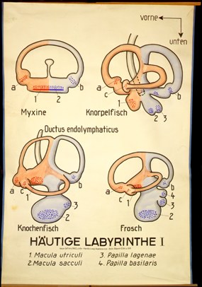 Sin 09 Häutige Labyrinthe I.jpg