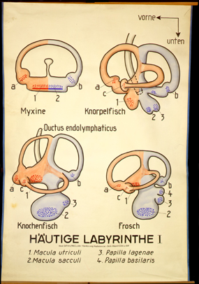 Sin 09 Häutige Labyrinthe I.jpg