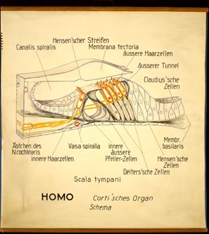Sin 11 Homo, Corti'sches Organ, Schema.jpg