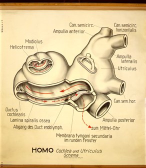 Sin 12 Homo, Cochlea u. Utriculus, Schema.jpg