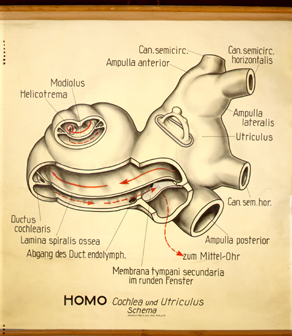 Sin 12 Homo, Cochlea u. Utriculus, Schema.jpg