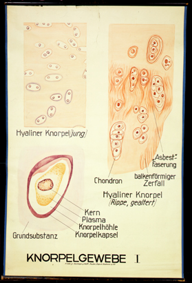 Ske 01 Knorpelgewebe I.jpg