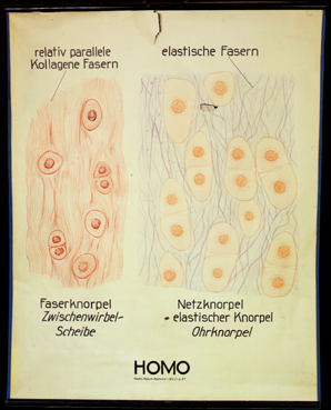 Ske 02 Homo (Knorpelgewebe II).jpg