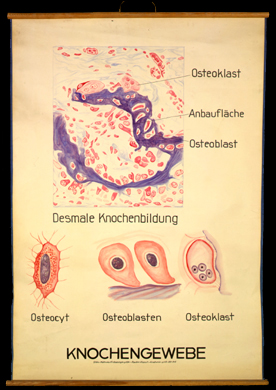 Ske 06 Desmale Knochenbildung.jpg