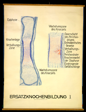 Ske 07 Ersatzknochenbildung I.jpg