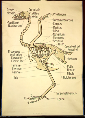 Ske 10 Vogelskelett.jpg