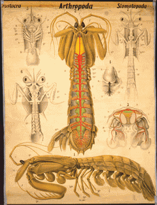 Tafel_Stomatopoda