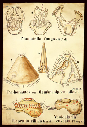Te 02 (Bryozoa) Plumatella, Membranipora, Lepralia.jpg