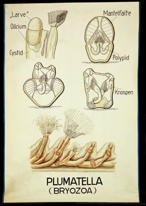 Te 03 Plumatella (Bryozoa).jpg