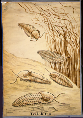 Tr 01-Trilobiten.jpg