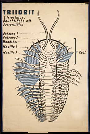 Tr 02-Triolobit Triarthrus.jpg