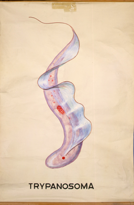 Trypanosoma2