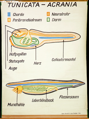 Tu 01-Tunicata-Acrania.jpg