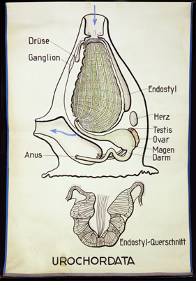 Tu 02-Urochordata.jpg