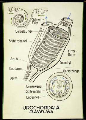 Tu 03-Urochordata.jpg