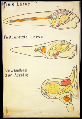 Tu 04-Ascidiacea.jpg