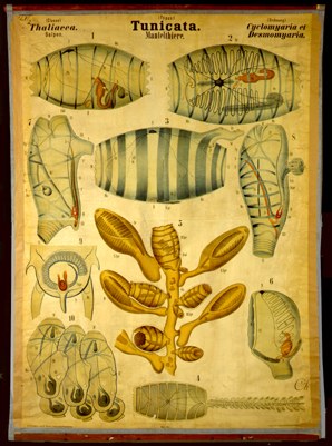 Tu 05-Tunicata Thaliacea.jpg