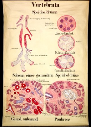 Ver 02 Vertebrata, Speicheldrüsen, Pankreas.jpg