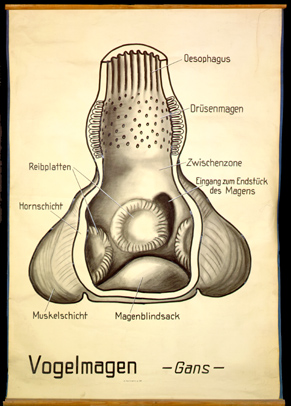 Ver 04 Vogelmagen (Gans).jpg