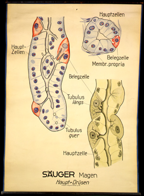 Ver 07 Säuger, Magen, Hauptdrüsen.jpg