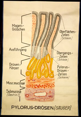 Ver 08 Pylorus-Drüsen, Säuger.jpg