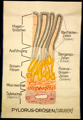 Ver 08 Pylorus-Drüsen, Säuger.jpg