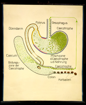 Ver 10 Oryctolagus, Verdauung, Caecotrophie.jpg