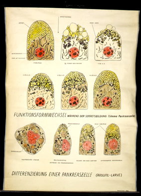 Ver 11 Differenzierung einer Pankreaszelle.jpg