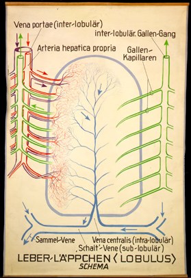 Ver 13 Leberläppchen, Schema.jpg